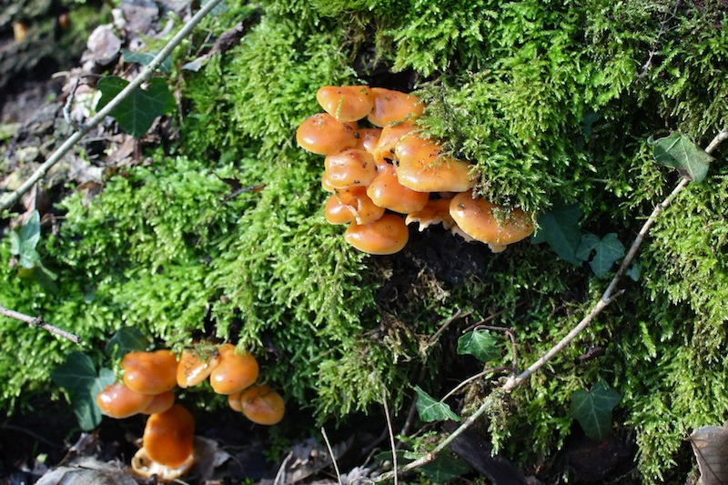 PASSEGGIATA NEL PARCO A CESANO BOSCONE